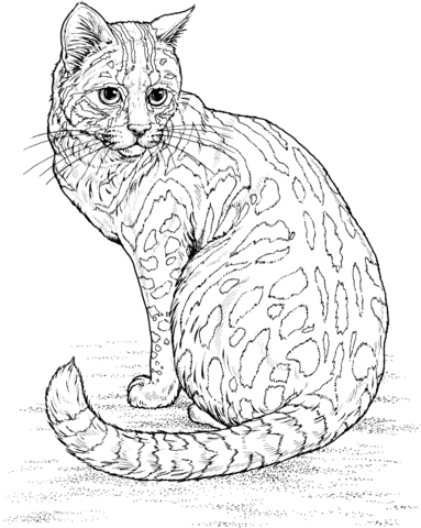 Leopard Cat Coloring Page